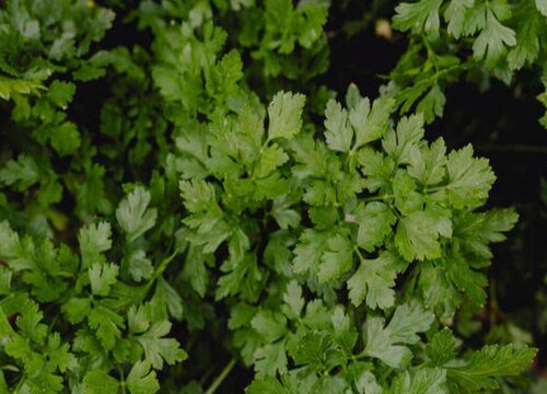 沙土地适合种什么菜