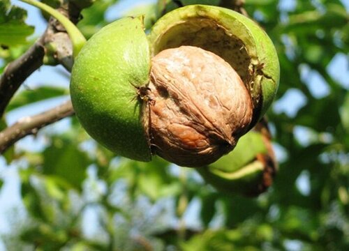 核桃树种植时间与生长周期"