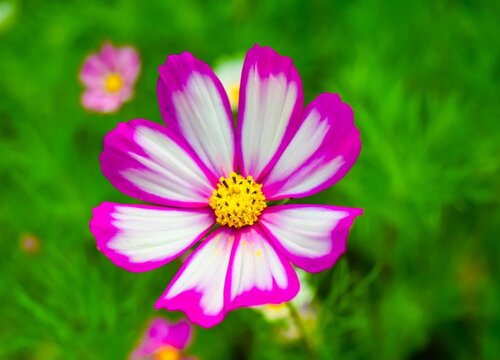 格桑花花期多久时间