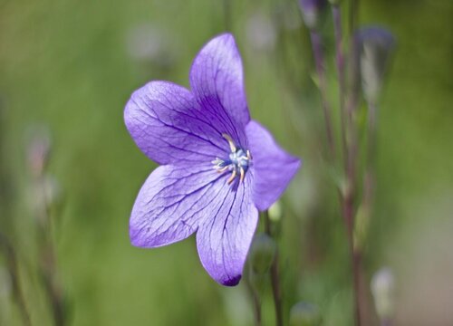 冬季好养的花卉有哪些