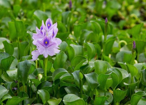 水葫芦长在什么地方"