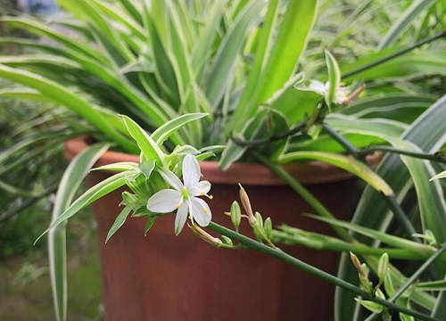 新家送什么花合适