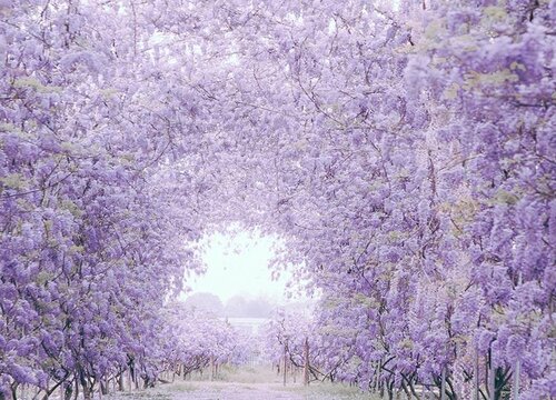 紫藤花配土方法与种植土壤"