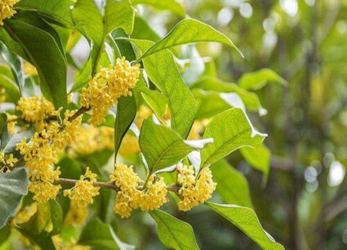 木樨是裸子植物吗