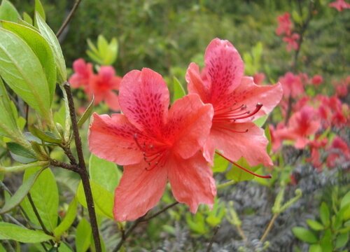 映山红配土方法与种植土壤"