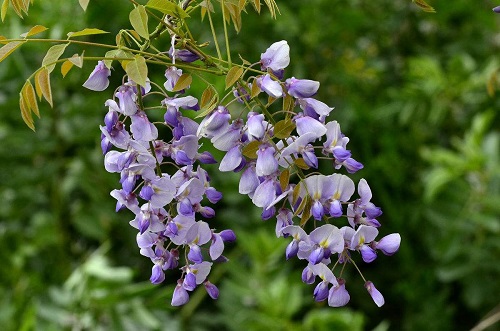 紫藤花几月份开花"