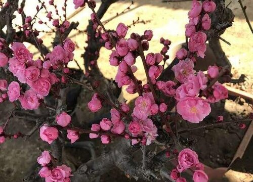 庭院吉祥花卉有哪些"