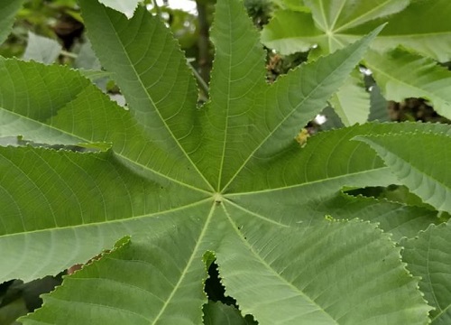 跟蓖麻很像的植物