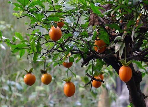 金弹子盆景配土方法种植土壤