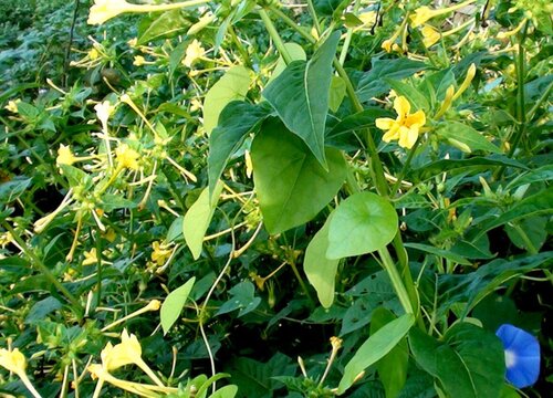 夜来香花香有毒吗