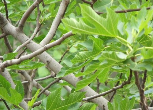 无花果树喜阴还是喜阳光的植物