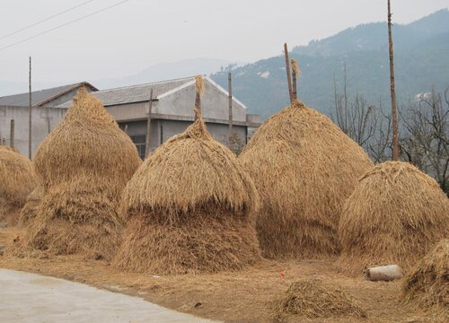 稻草是什么草