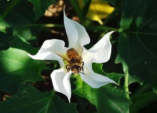 什么花的花语是禁忌之恋"