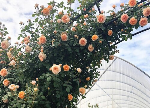 藤本月季配土方法与种植土壤"