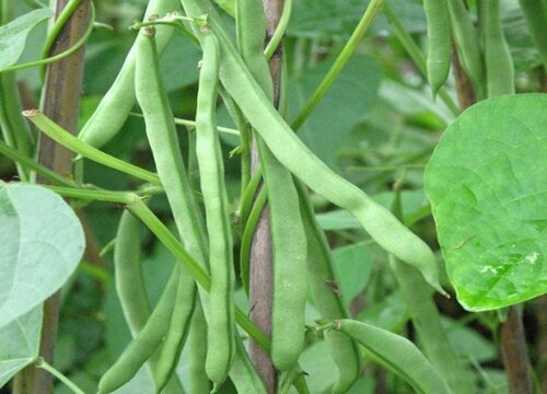 菜豆是被子植物吗