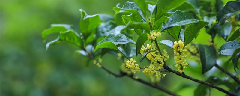 桂花树花的特点