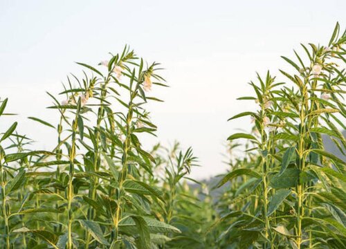 芝麻什么时候种植最好"