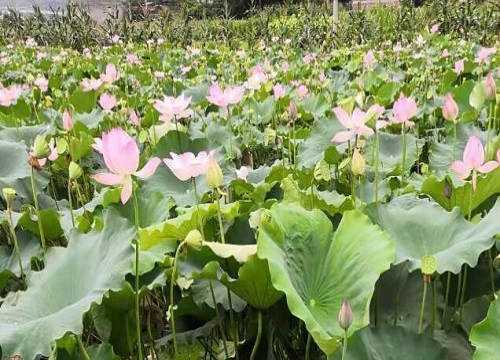 莲子是什么植物