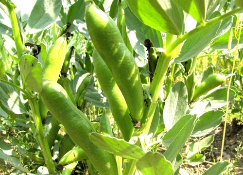 蚕豆是被子植物吗"