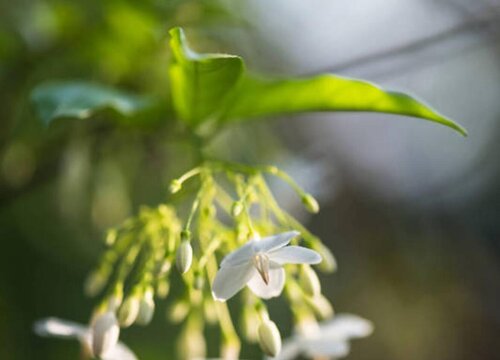 茉莉是树还是花"