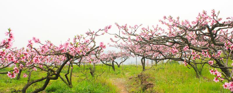 桃树杀虫用什么农药