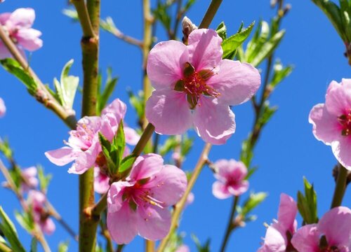 桃花是什么形状