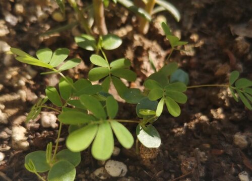 含羞草喜阴还是喜阳光的植物