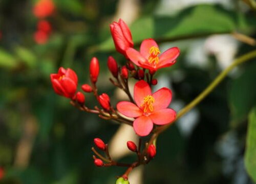 什么花的花语是自信阳光"