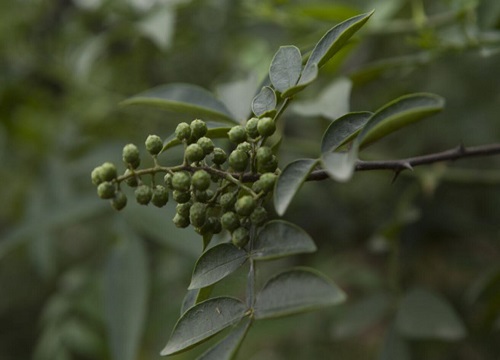 花椒种植时间与生长周期