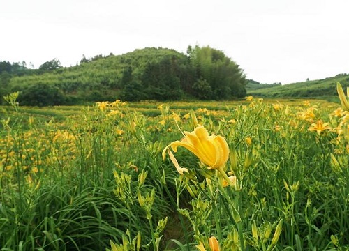 黄花菜产地在哪里