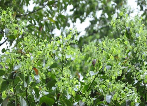 樟树是裸子植物吗