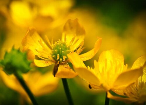 迎春花是什么季节开的花