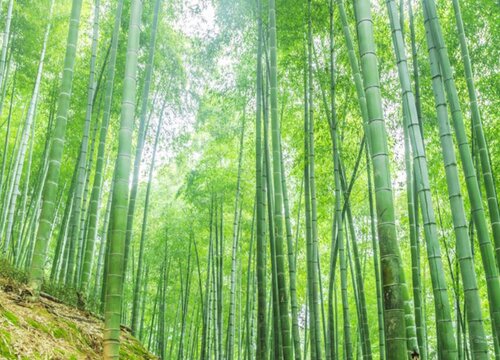 竹是被子植物吗