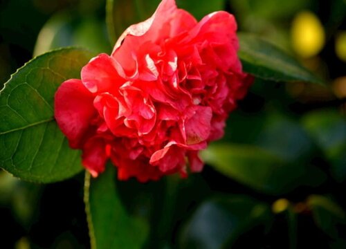 茶花配土方法与种植土壤"