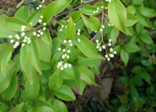 白芷种植时间与生长周期"