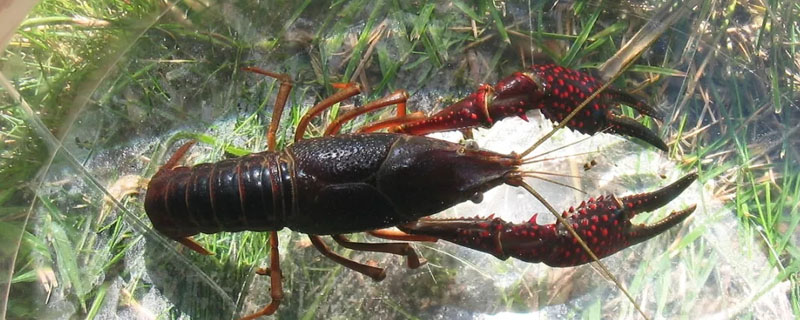 4-6钱小龙虾多大