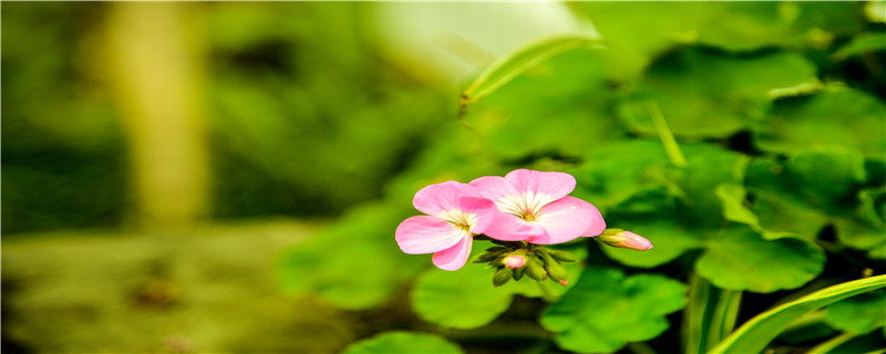 什么花适合种在院子里