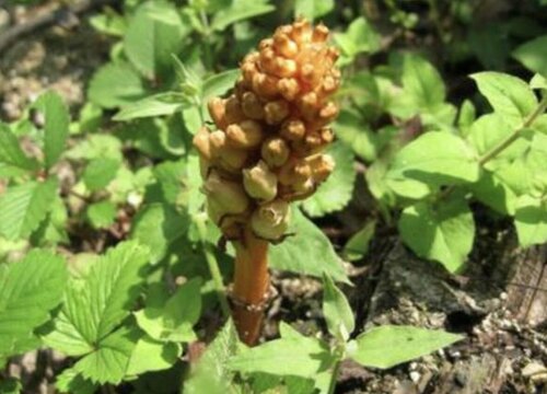 天麻种植时间与生长周期