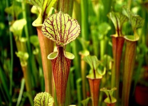 瓶子草配土方法与种植土壤