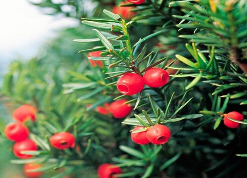 红豆杉配土方法与种植土壤