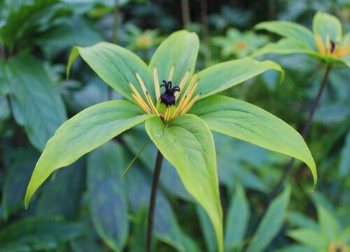 重楼种植时间与生长周期"