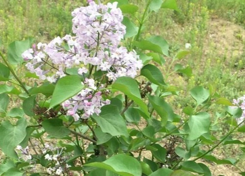 什么花的花语是幻想