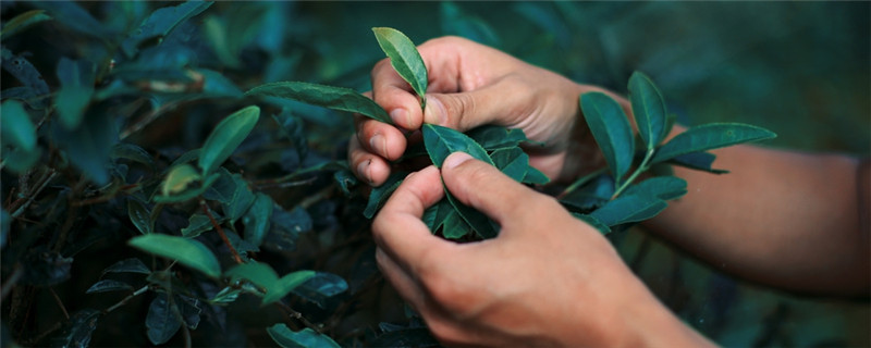 永春茶叶是什么茶