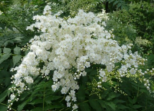 什么花的花语是奋斗