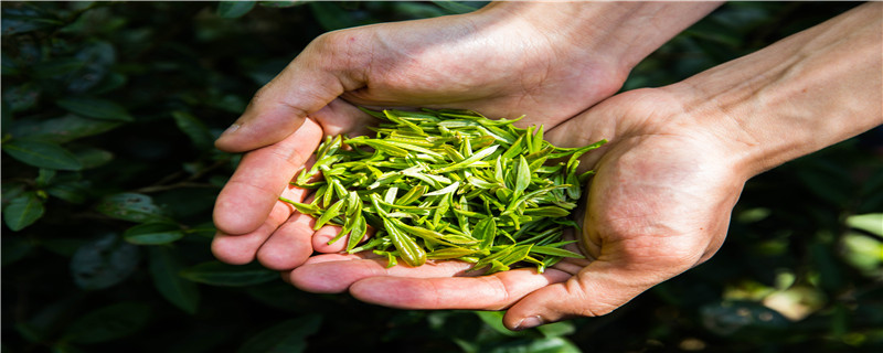 阿里山金萱茶是什么茶