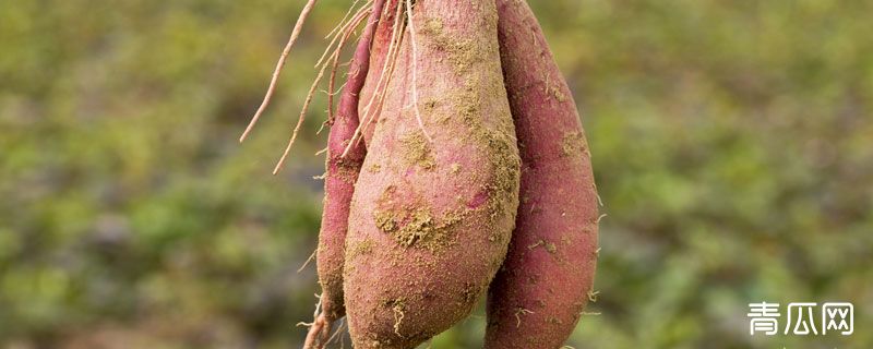 蜜薯种植条件