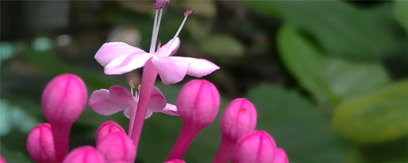 仙客来种植注意事项