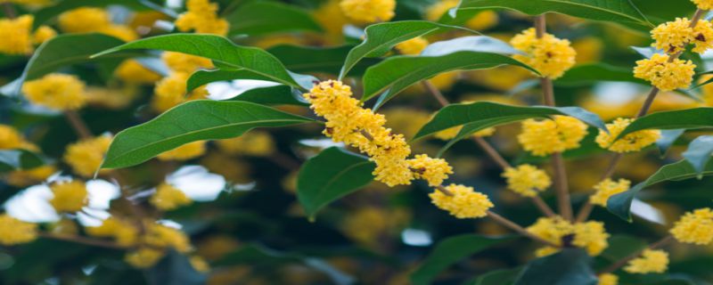 桂花树是什么植物类型