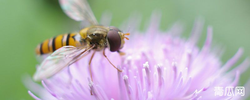 为什么赤眼蜂在生物防治上有重要作用