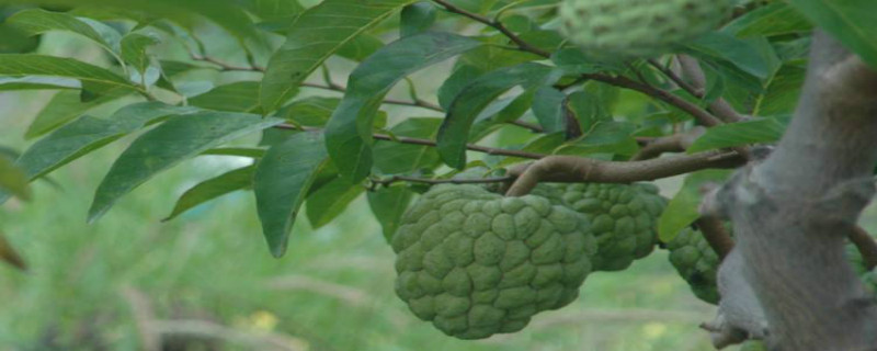 释迦果种植条件